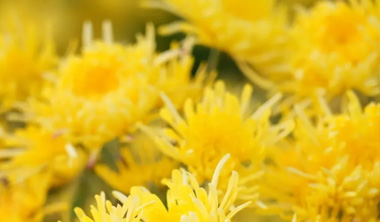 烂漫绽放!这片菊花海，一开花就美成童话！