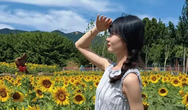 闯入梵高的画｜天上的街市向日葵花海免费开放